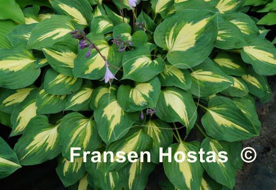 Hosta Xanadu